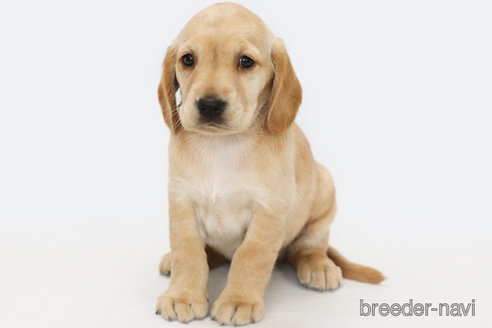 成約済の神奈川県のミックス犬-316966の1枚目